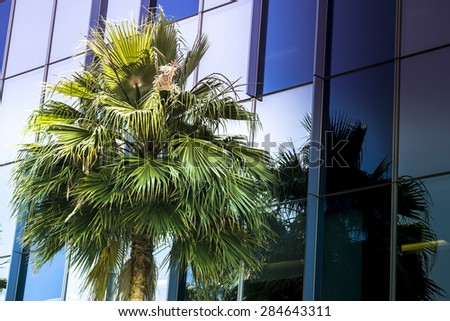 Palm tree in foreground of glass office building.  Symbol of success