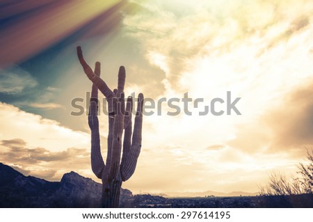 Desert scene in Arizona as sen set - saguaro Cactus tree in foreground