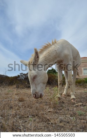 Asinara white donkey . Sardinia