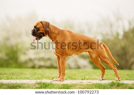 Grown-up purebred Boxer Dog set to a point outdoors.