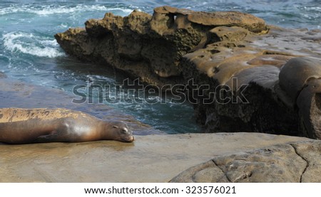 A California sea lion (Zalophus californianus) comes ashore and takes a nap. Shot at La Jolla Cove, San Diego, California.