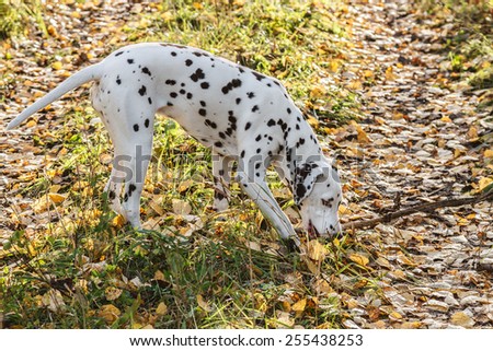 Dalmatians walks in autumn forest