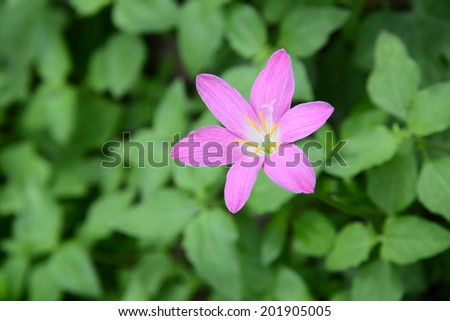 A Purple Rain Lily, Thailand.