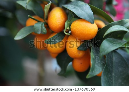 branch orange tree