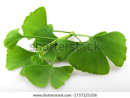 Leafs of Ginkgo biloba isolated on white background. Ginkgo biloba, commonly known as ginkgo or gingko, also known as the maidenhair tree, is the only living species in the division Ginkgophyta 商業照片 © 
