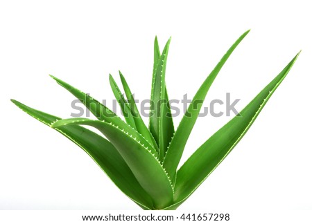 Similar – Image, Stock Photo Aloe vera flower Flower