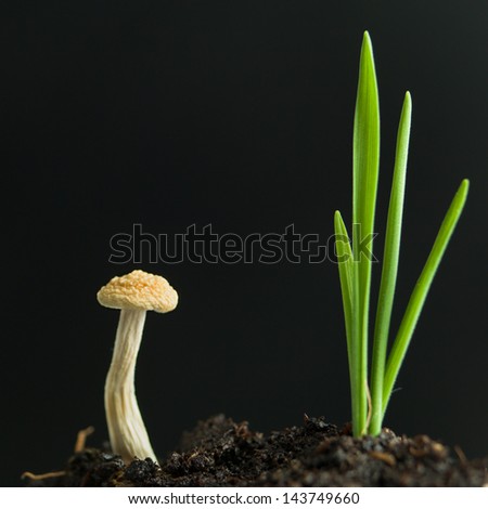 youg plant with long and thin leaves and an enoki mushroom sprouting from dark fertile soil against a dark background