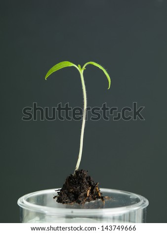 young plant with two leaves sprouting from a small clump of soil laying on a laboratory tray against a dark background