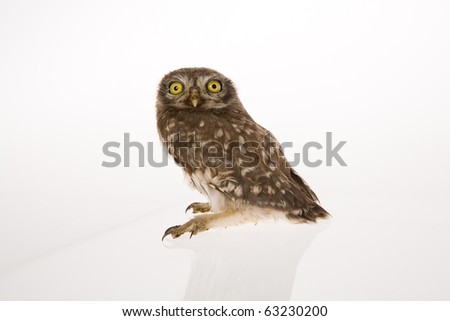 Studio photo of an owl on white background
