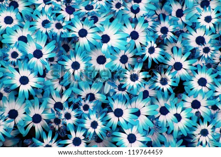 very nice blue flowers background