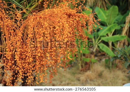 date tree plant as very nice natural background