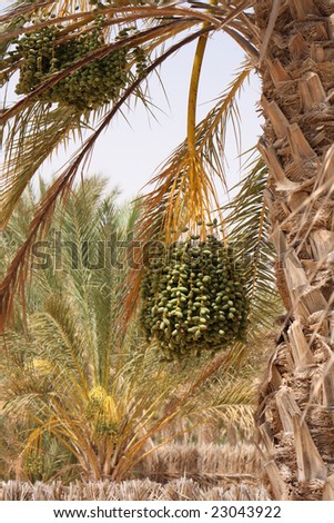date tree fruits