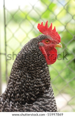 head of young rooster from home farm