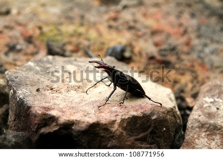 Stag-beetle (male) sitting on a tree. Rare, is in The Red Book