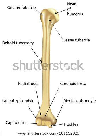 Humerus Labeled Diagram Stock Photo 181112825 : Shutterstock