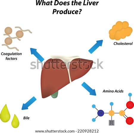 What Does The Liver Need Labeled Diagram Stock Images Page Everypixel