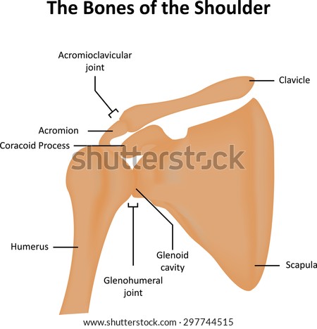 shoulder dislocations essay shoulder dislocations essay