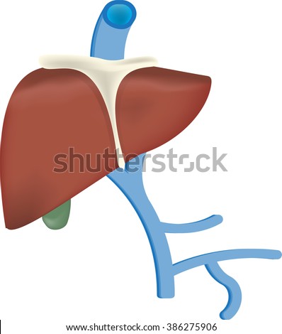 Liver Vasculature Stock Photo 386275906 : Shutterstock