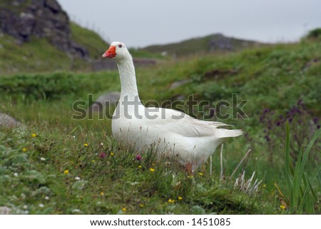 A snow goose at Dalbeag in the Outer Hebrides, Scotland