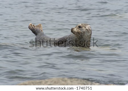 Common seal basking off the coast of Bute, Scotland