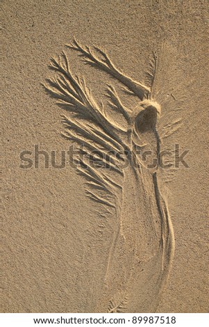 Drainage pattern in beach sand that looks like an angel