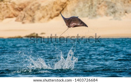 Mobula ray jumping out of the water. Mobula munkiana, known as the manta de monk, Munk's devil ray, pygmy devil ray, smoothtail mobula, is a species of ray in the family Myliobatida. Pacific ocean
 Stock fotó © 