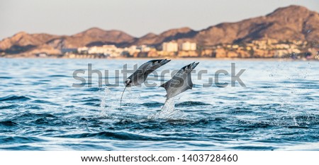 Mobula rays jumping out of the water. Mobula munkiana, known as the manta de monk, Munk's devil ray, pygmy devil ray, smoothtail mobula, is a species of ray in the family Myliobatida. Pacific ocean Stock fotó © 