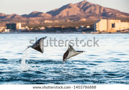 Mobula rays jumping out of the water. Mobula munkiana, known as the manta de monk, Munk's devil ray, pygmy devil ray, smoothtail mobula, is a species of ray in the family Myliobatida. Pacific ocean Stock fotó © 