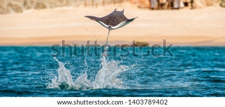 Mobula ray jumping out of the water. Mobula munkiana, known as the manta de monk, Munk's devil ray, pygmy devil ray, smoothtail mobula, is a species of ray in the family Myliobatida. Pacific ocean
 Stock fotó © 