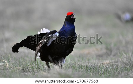 Portrait of a lekking black grouse close up in the morning  twilight. Picture at a short distance. Early spring. Russia.