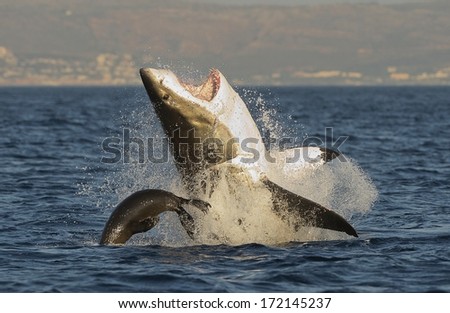 Great White Shark (Carcharodon carcharias) breaching in an attack on seal , South Africa