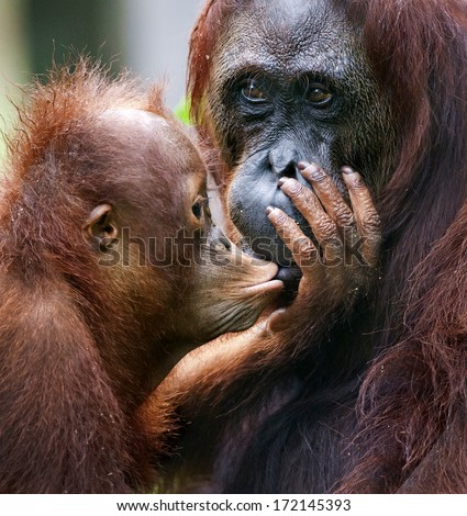 A female of the orangutan with a cub in a native habitat.The cub of the orangutan kisses mum. Borneo Rainforest.