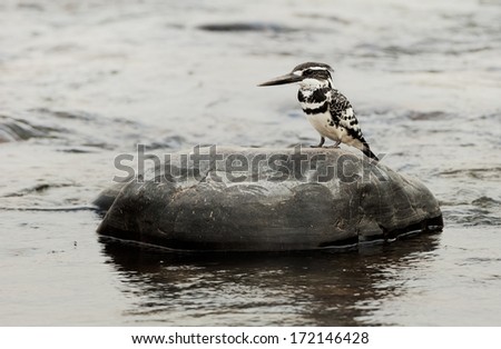 The Pied Kingfisher (Ceryle rudis) sits on a stone in the middle of the river