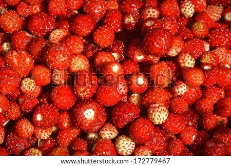 A lot of red juicy wild strawberry. Closeup of heap of ripe wild strawberries