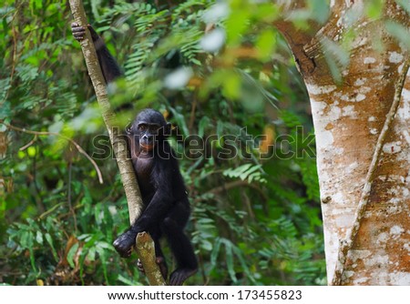 Bonobo (Pan paniscus) on a tree branch. Democratic Republic of Congo. Africa