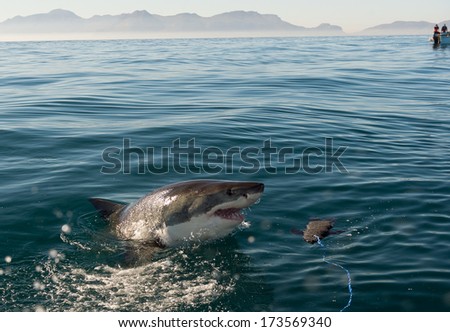 Great White Shark (Carcharodon carcharias) attack