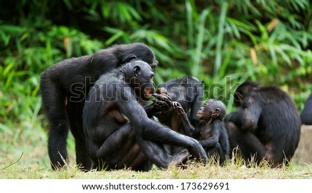 The Bonobo ( Pan paniscus) family, called the pygmy chimpanzee. Democratic Republic of Congo. Africa