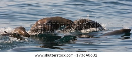 Seals swim and  jumping out of water. Cape fur seal (Arctocephalus pusilus). Kalk Bay, False Bay, South Africa