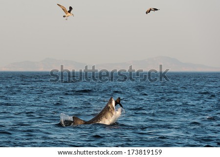 Great White Shark (Carcharodon carcharias) attacks a seal.