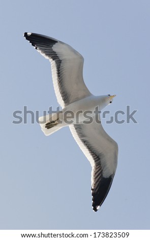 Flying Young Cape Gull, False Bay, South Africa, Africa