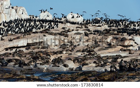 South African (Cape) fur seals (Arctocephalus pusillus pusillus), Seal Island, False Bay, Western Cape, South Africa, Africa