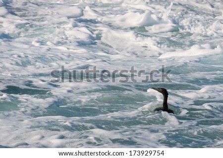 Cape Cormorant (Phalacrocorax capensis)  swim in foam water. False Bay, Cape Peninsula, South Africa
