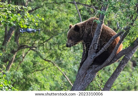 Similar – Image, Stock Photo Brown bear near log Bear