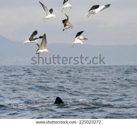 Fin of a white shark and Seagulls eat oddments from prey of a Great white shark (Carcharodon carcharias)