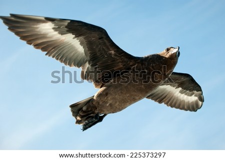 Flying seagull . False Bay, South Africa