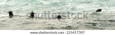 Swimming Seals in the ocean . Cape fur seal (Arctocephalus pusilus). Kalk Bay, False Bay, South Africa