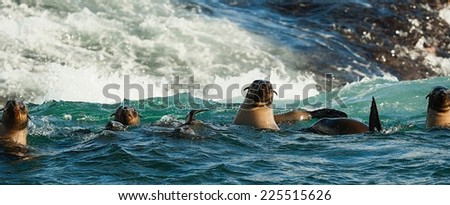 Seals swim and jumping out of water . Cape fur seal (Arctocephalus pusilus). Kalk Bay, False Bay, South Africa