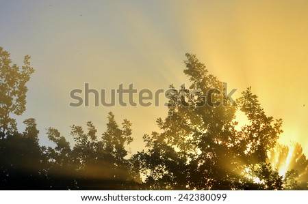 the sun\'s rays passing through the foliage of the tree