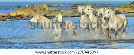 Herd of White horses of Camargue running through water