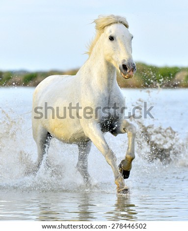 White horse of Camargue running through water